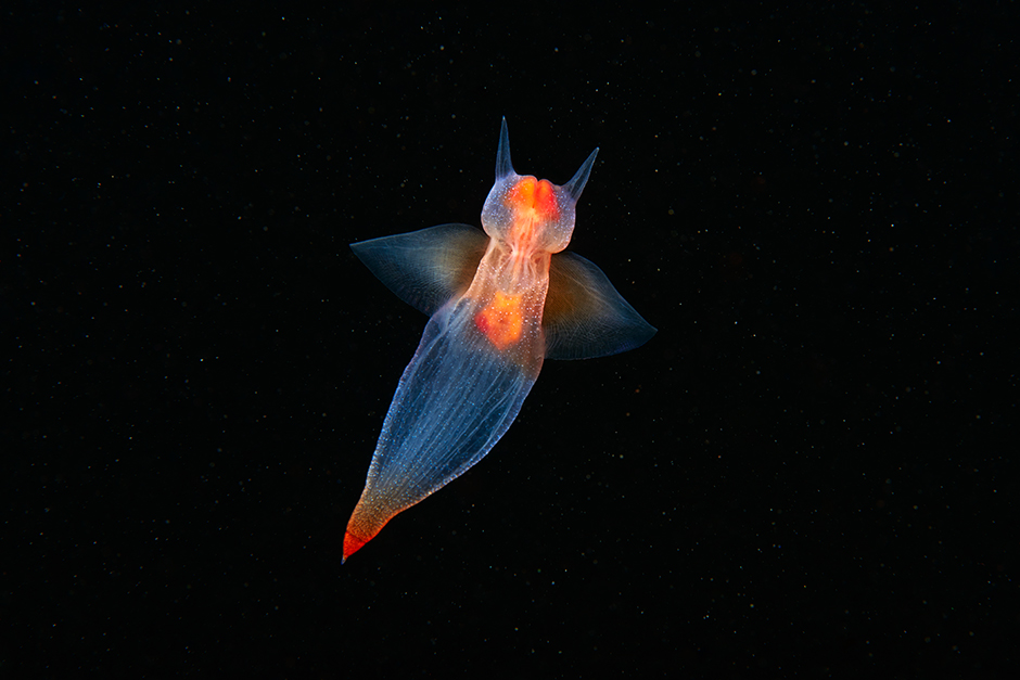 sea-angel.jpg sea-angel.jpg